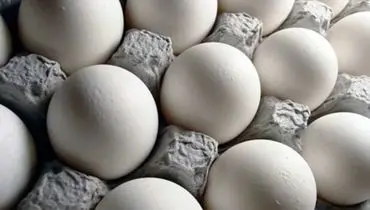 صادرات تخم مرغ ممنوع نیست + آمار