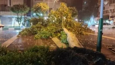 فرار میلیمتری از چنگال مرگ؛ لحظه سقوط درخت در رستوران+فیلم