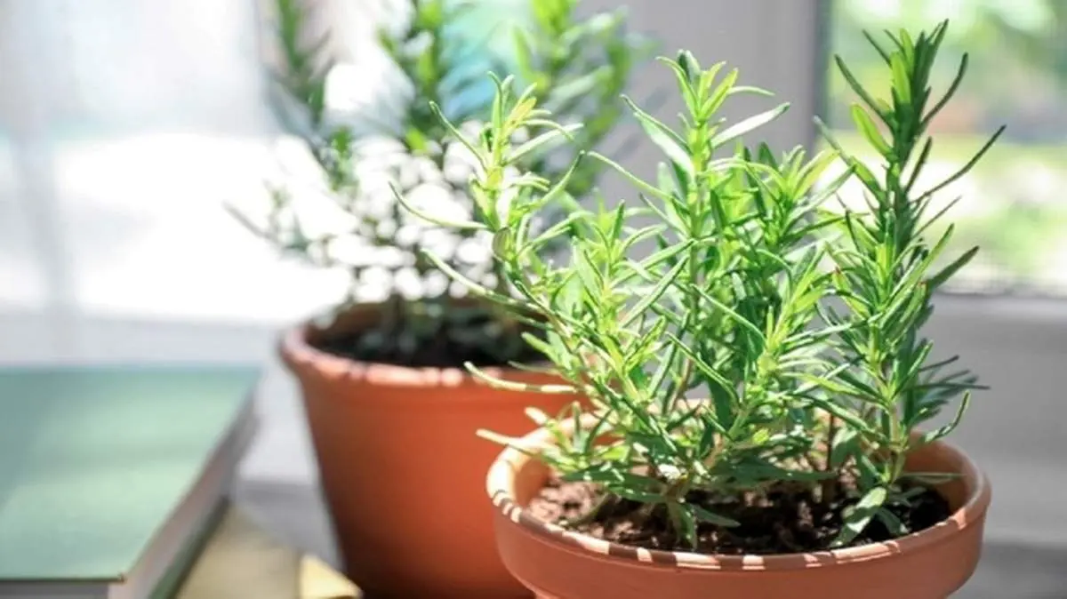 خواص درمانی و فوق العاده گیاه رزماری
