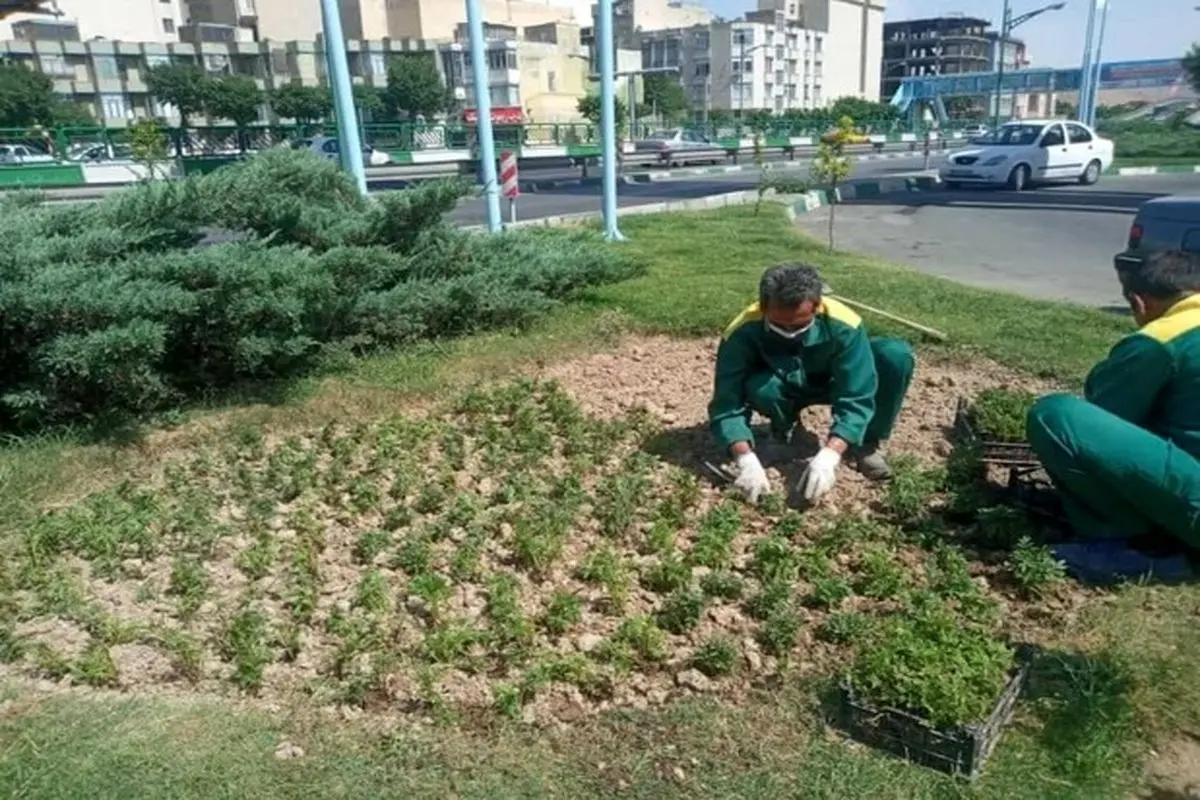 اجرای کاشتِ ۳۲۱ هزار انواع گلهای فصلی در فضای سبز منطقه ۱۳