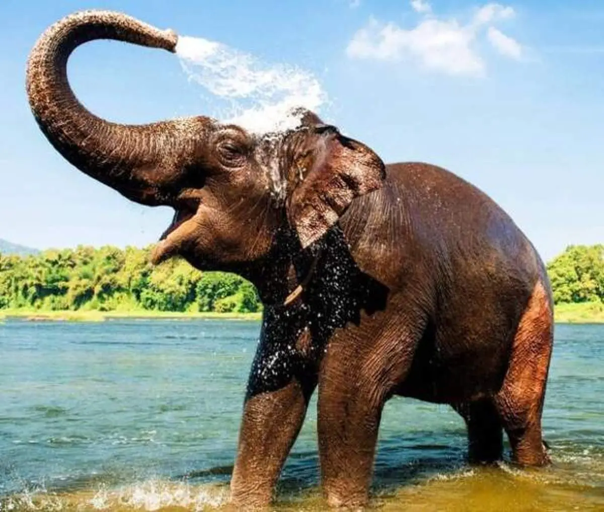 یک گله فیل سرگردان در کونمینگ+فیلم