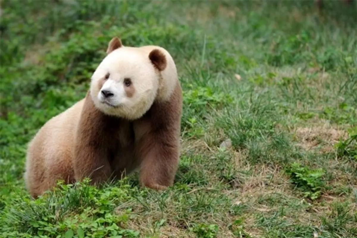 تنها پاندای سفید و قهوه‌ای جهان به نمایش در آمد + فیلم