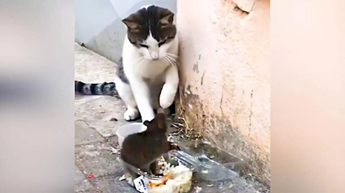 حمله باور نکردنی یک موش به گربه! + فیلم