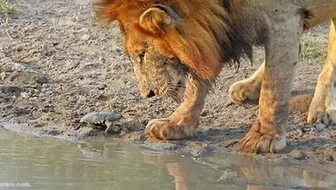 شجاعت مثال‌زدنی یک لاک‌پشت در برای فراری دادن سلطان جنگل + فیلم