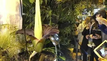 تماشای شکوفه دادن گل بدبو + عکس