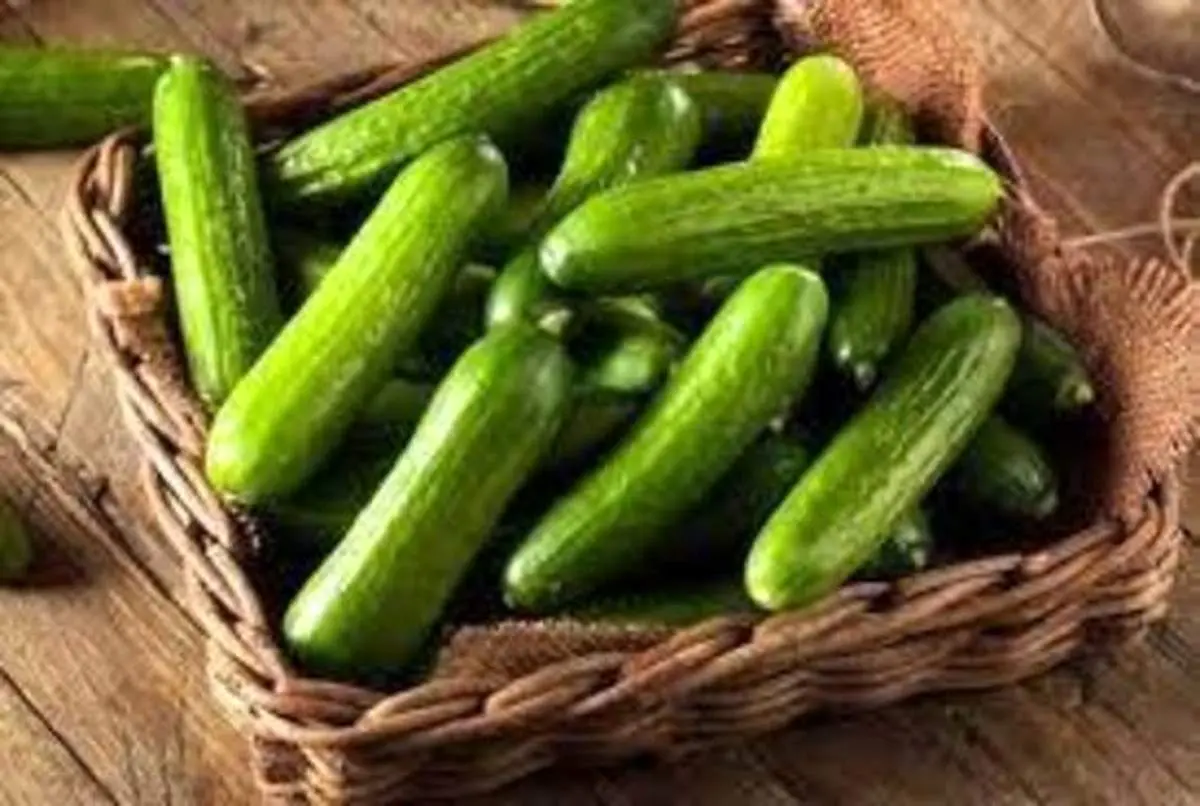 خودکشی عجیب مرد مشهدی با خیار+عکس