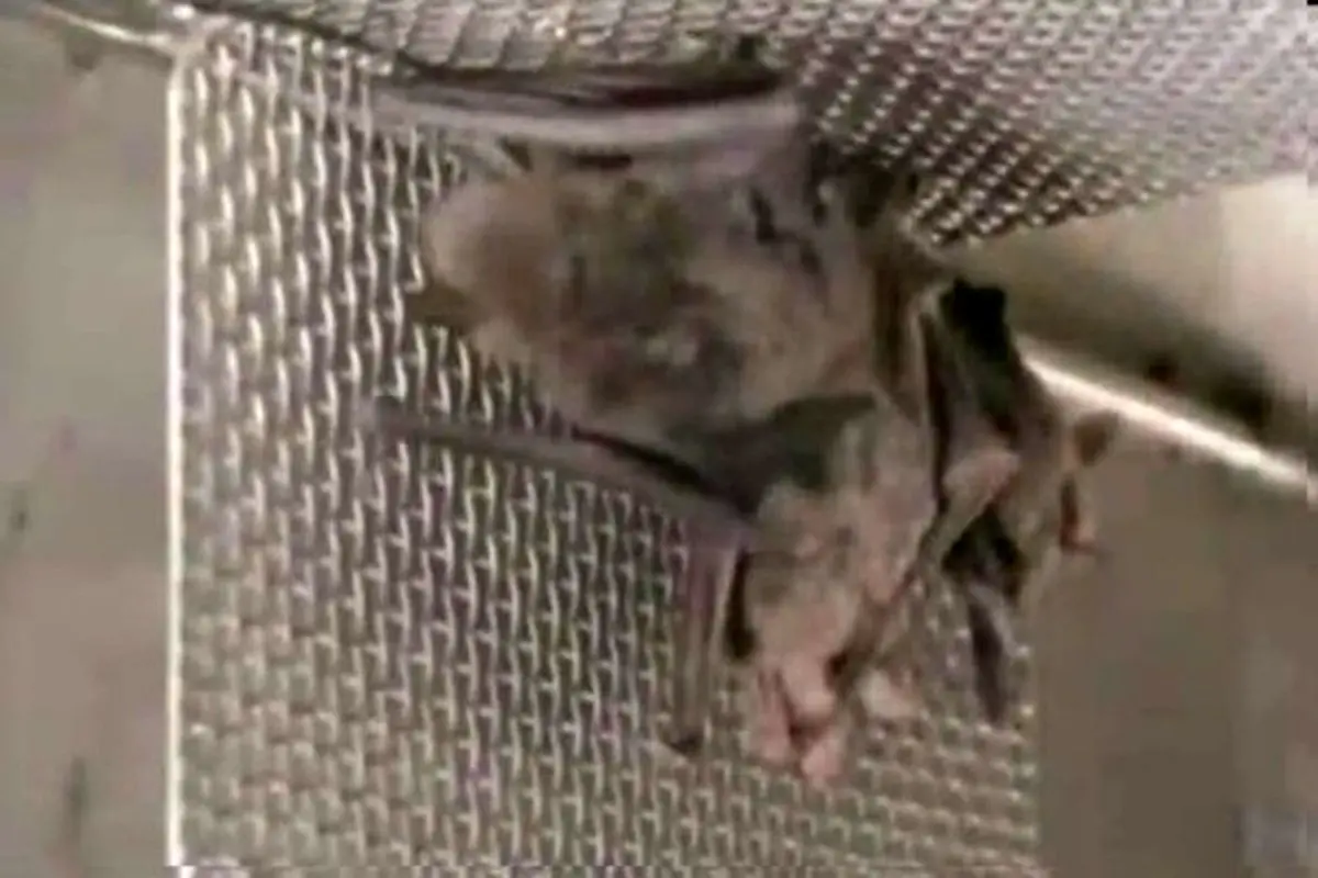 کشف قفس‌های خفاش در آزمایشگاه بدنام ووهان چین +فیلم