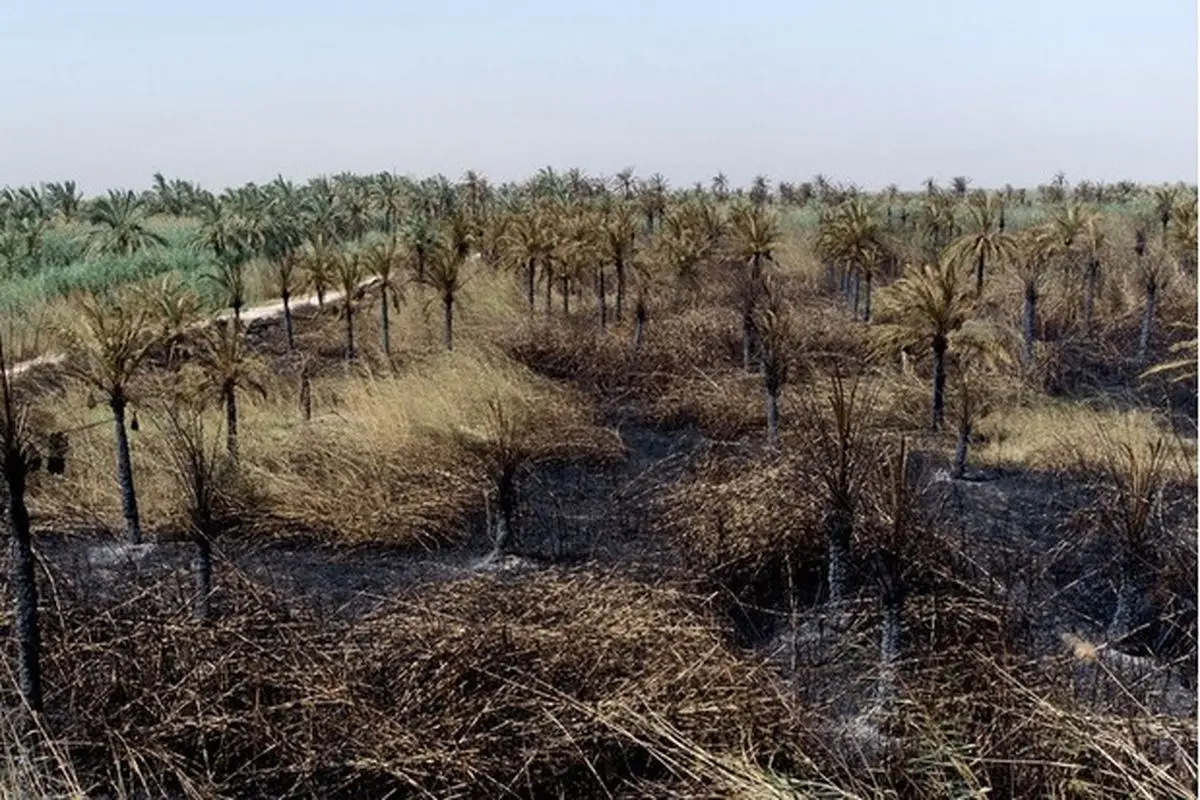 سوختن ۲۲۰۰ نخل در نخلستان‌های اروندکنار