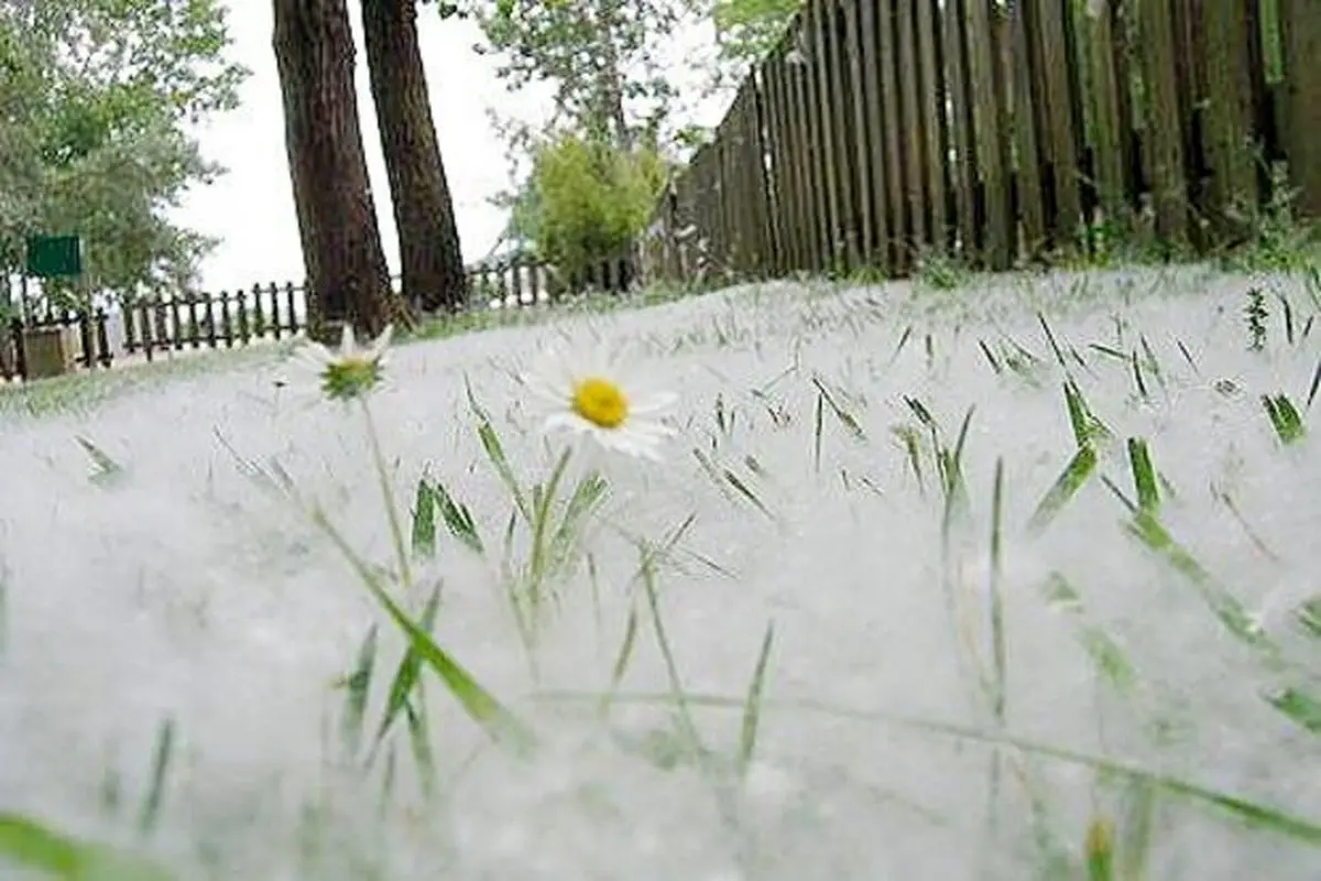 سوزاندن برف تابستانی در مسکو + فیلم