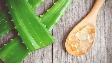 شگفت‌ انگیزترین خاصیت‌ های آلوئه ورا