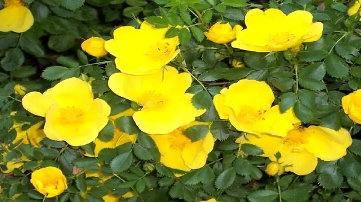 گیاهی که برای دستگاه گوارش معجزه میکند