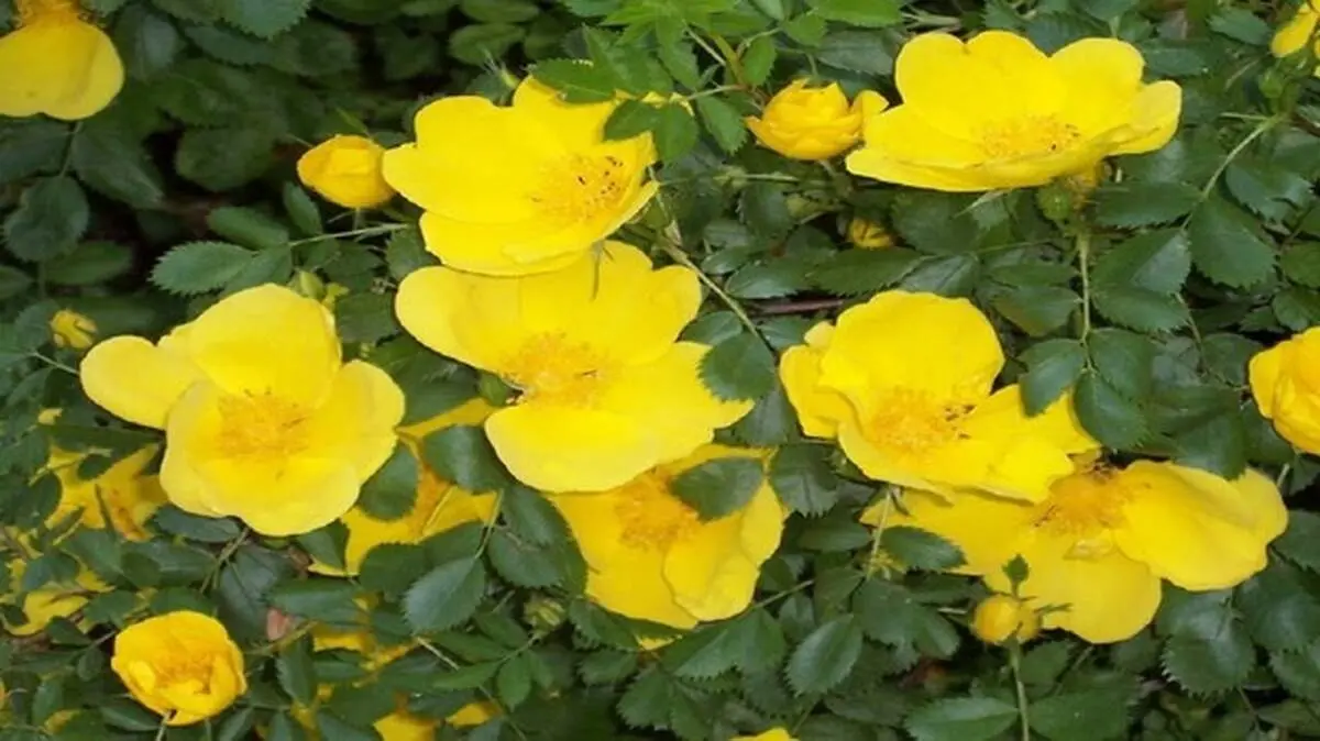 گیاهی که برای دستگاه گوارش معجزه می‌کند