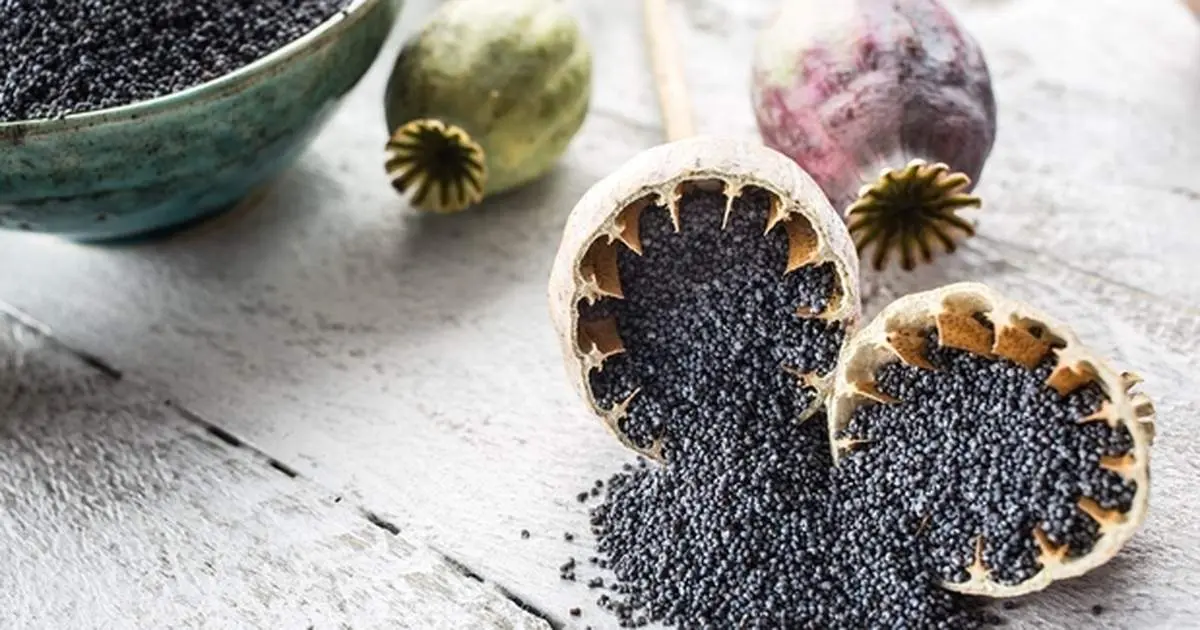 کشف ۲۰ کیلوگرم تریاک در تخت خواب ارسالی به آلمان