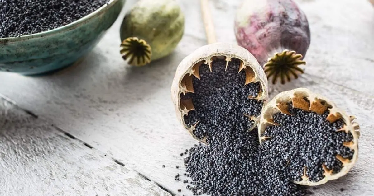 کشف ۲۰ کیلوگرم تریاک در تخت خواب ارسالی به آلمان