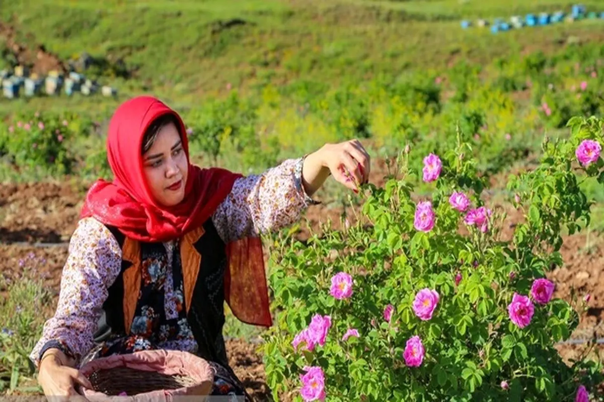 برداشت گل محمدی در الموت قزوین