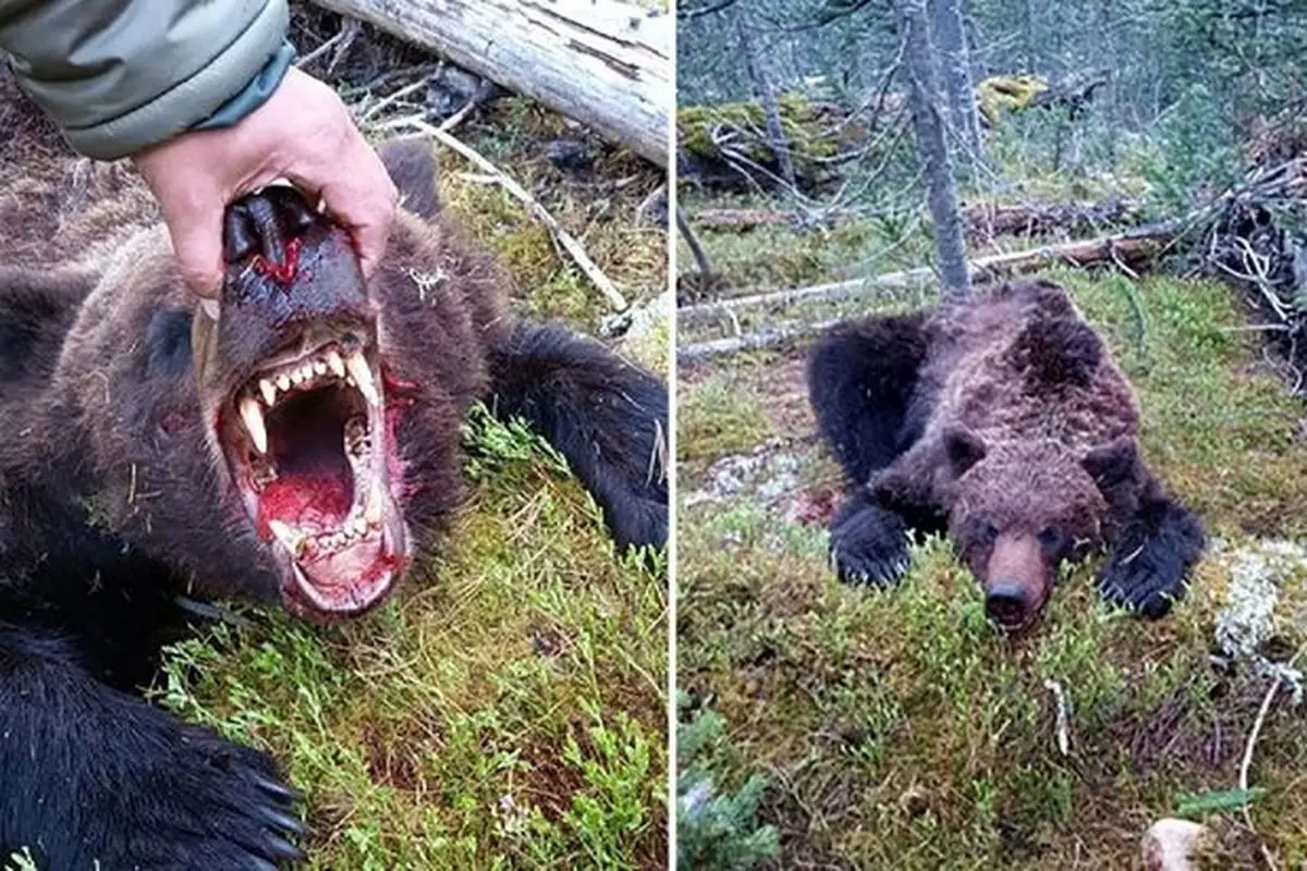 خرس یک نوجوان روسی را تکه تکه کرد! + عکس