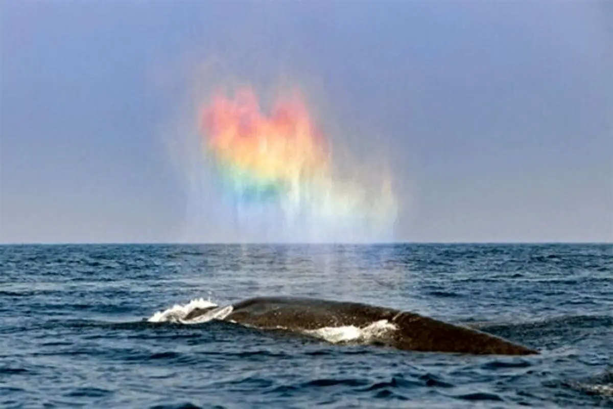 درست کردن رنگین کمان توسط نهنگ وسط اقیانوس! + فیلم
