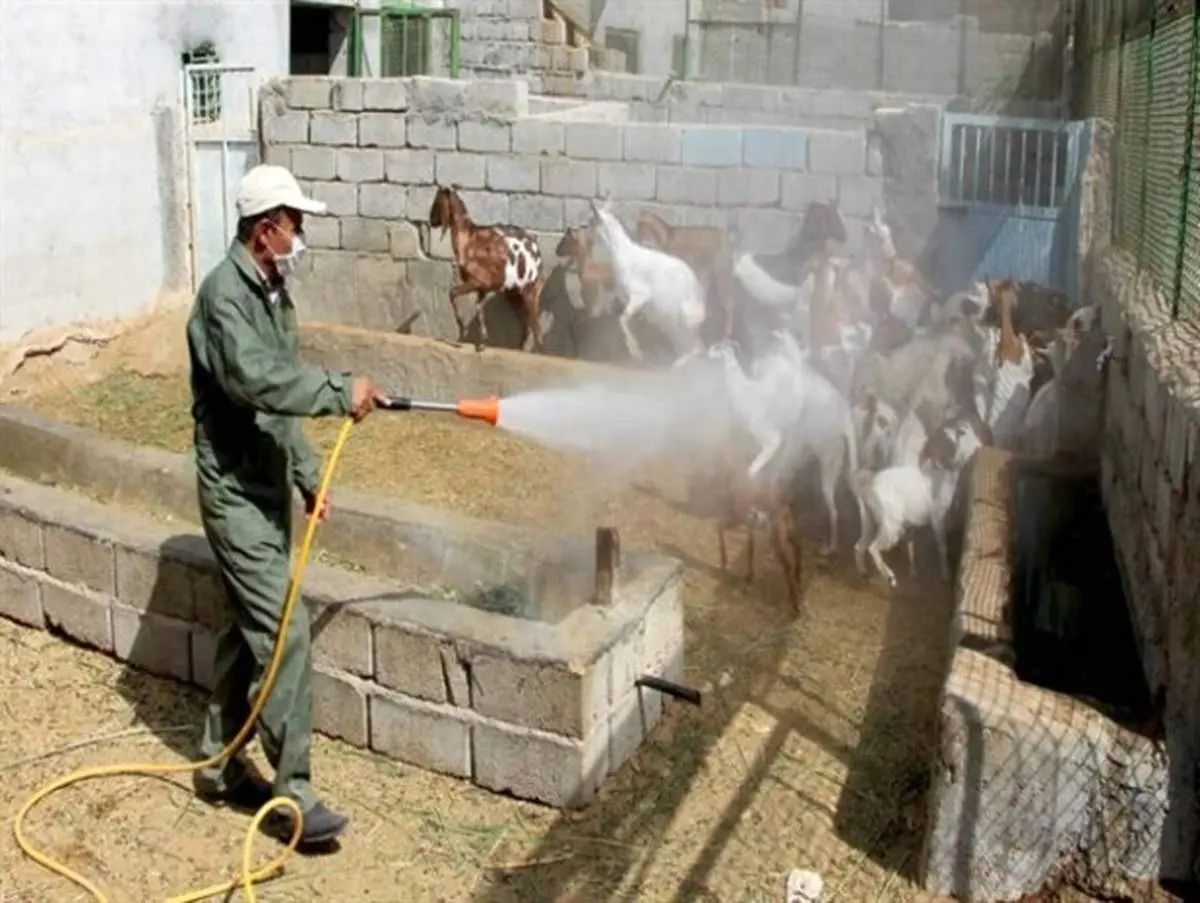 خطر بیماری تب کنگو با افزایش گرما