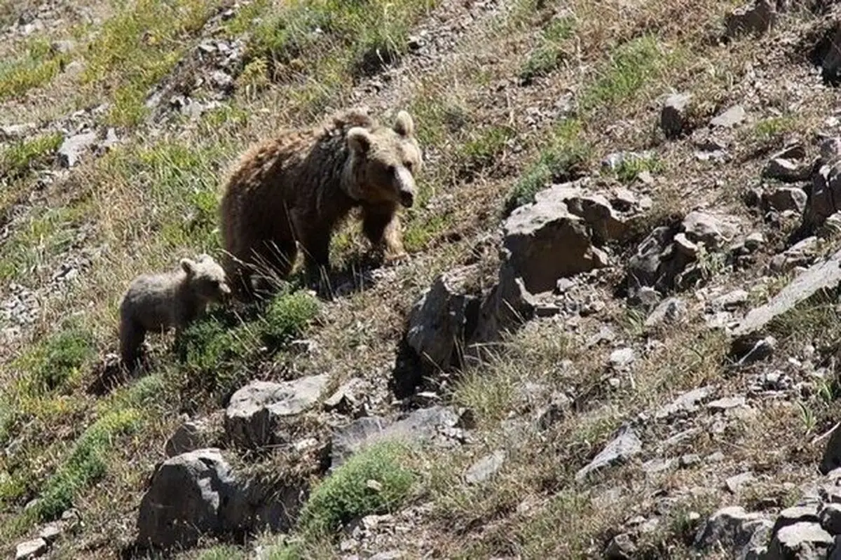 حضور خرس قهوه‌ای کنار کوهنوردان در قله سبلان + فیلم