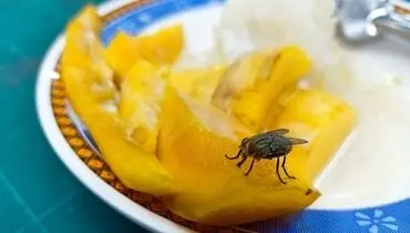 این چیزها خانه شما را به محل زندگی حشرات موذی تبدیل می کند