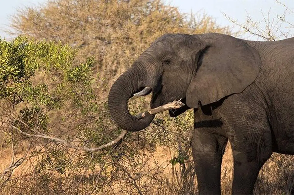 الهام تکنولوژی از خلقت پروردگار؛ مکانیزم برداشتن اجسام با تقلید از خرطوم فیل! + فیلم