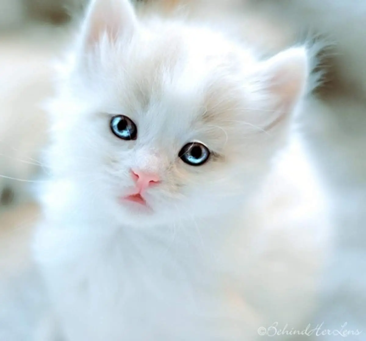 شکار تصاویری ناب از گربه وحشی توسط یک محیطبان+فیلم