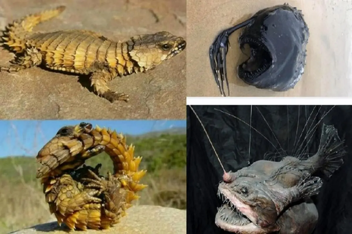 عجیب‌ ترین و متفاوت ترین جانوران کره زمین + تصاویر