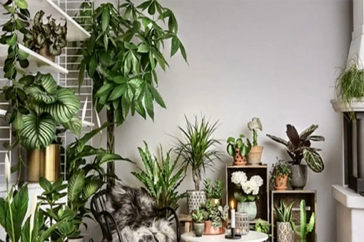 گیاهانی که هوای خانه را تصفیه می‌کنند