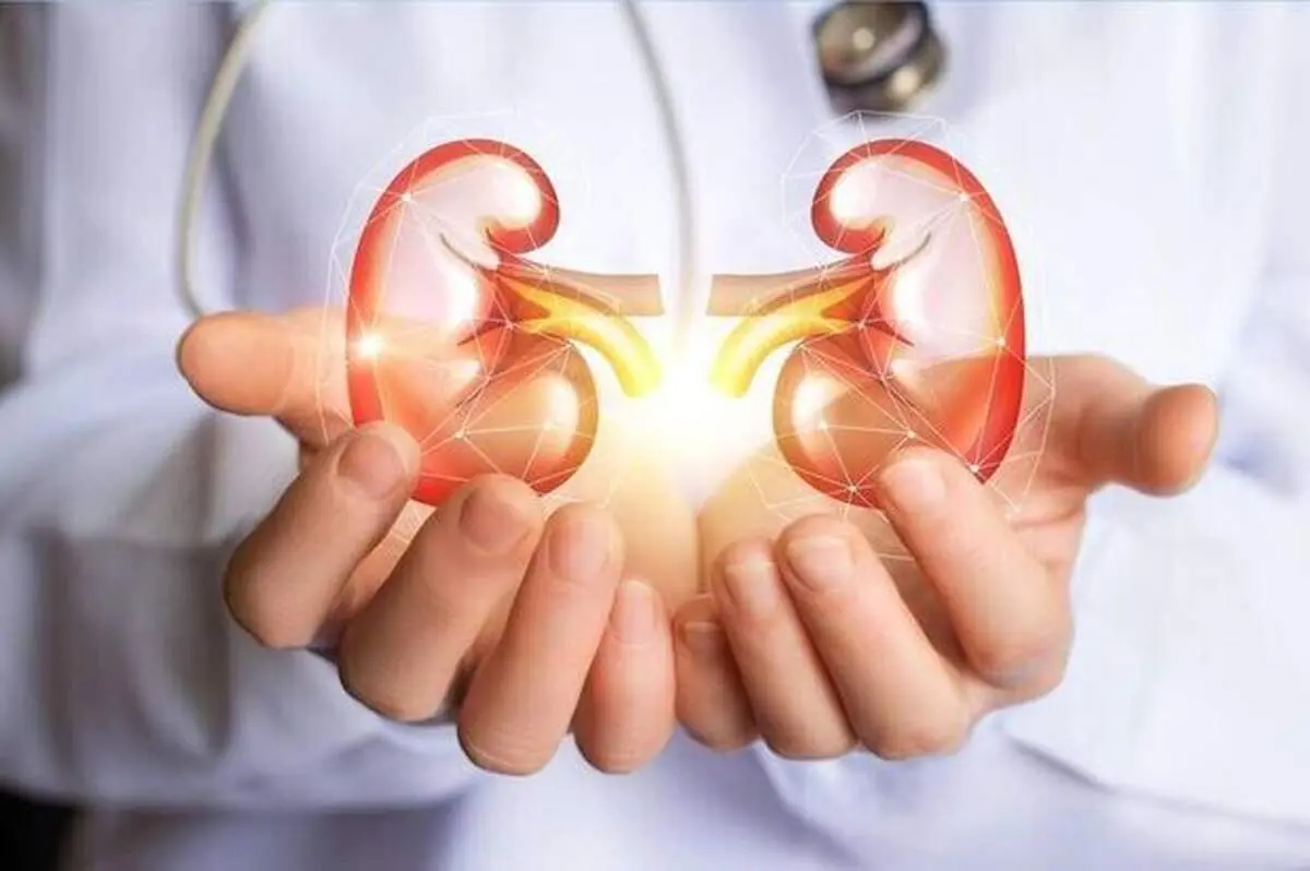 بهبود عملکرد کلیه ها با این خوراکی های گیاهی