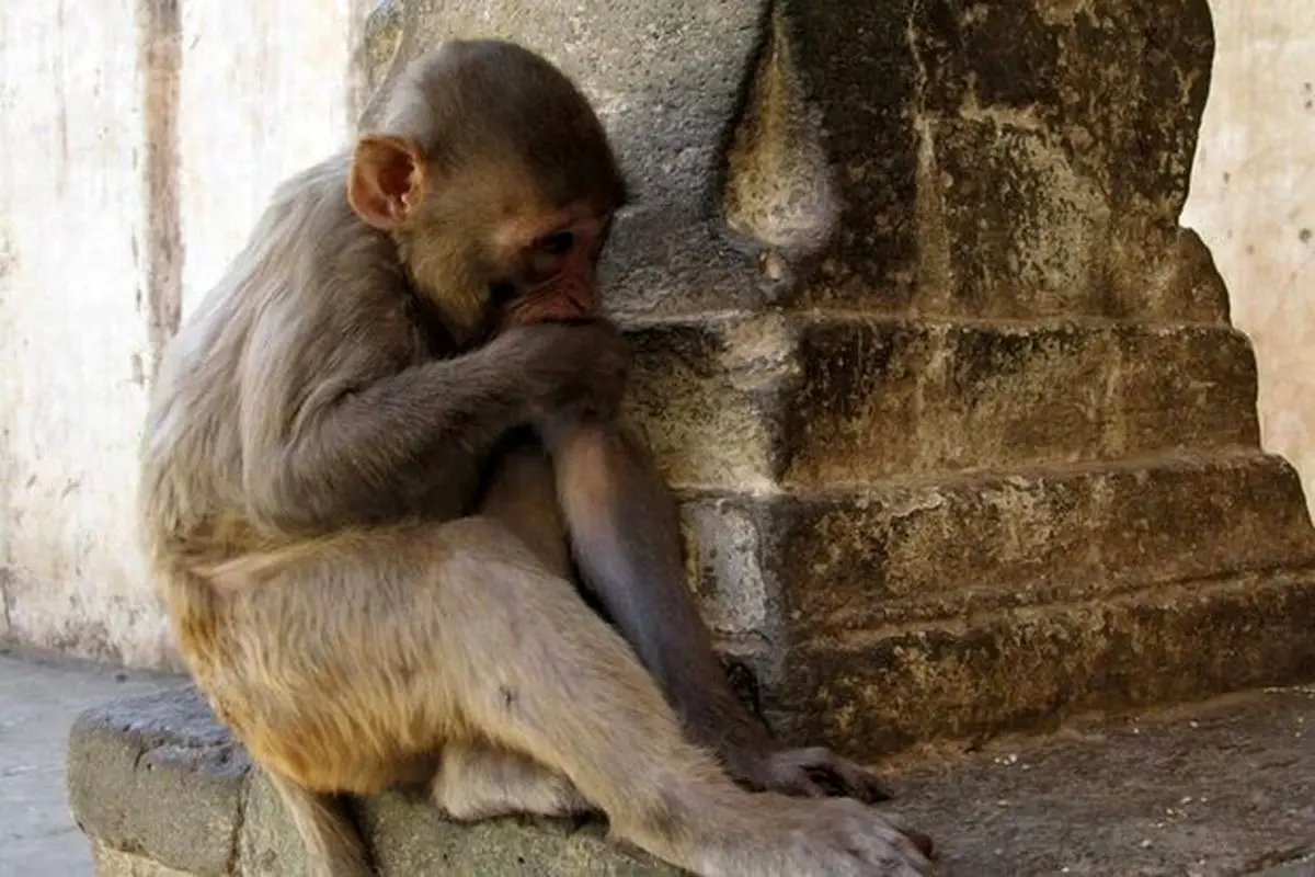 تلاش عجیب یک میمون برای سرقت + فیلم