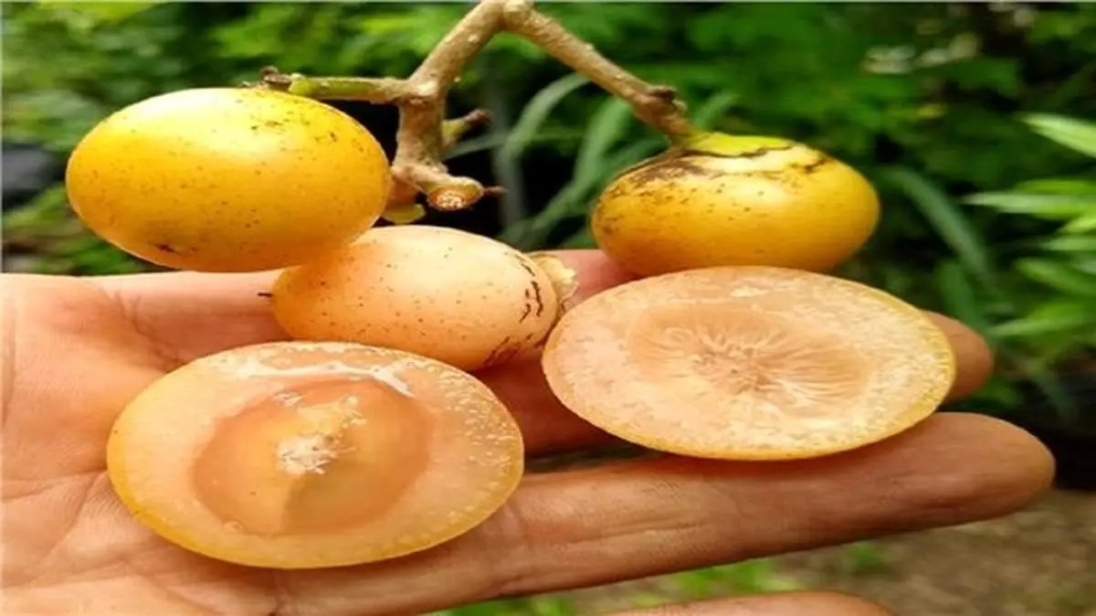 خاصیت درمانی سپستان برای درمان میگرن و تقویت ایمنی بدن