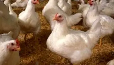 روند افزایش قیمت مرغ تا ۱۱۸ درصد
