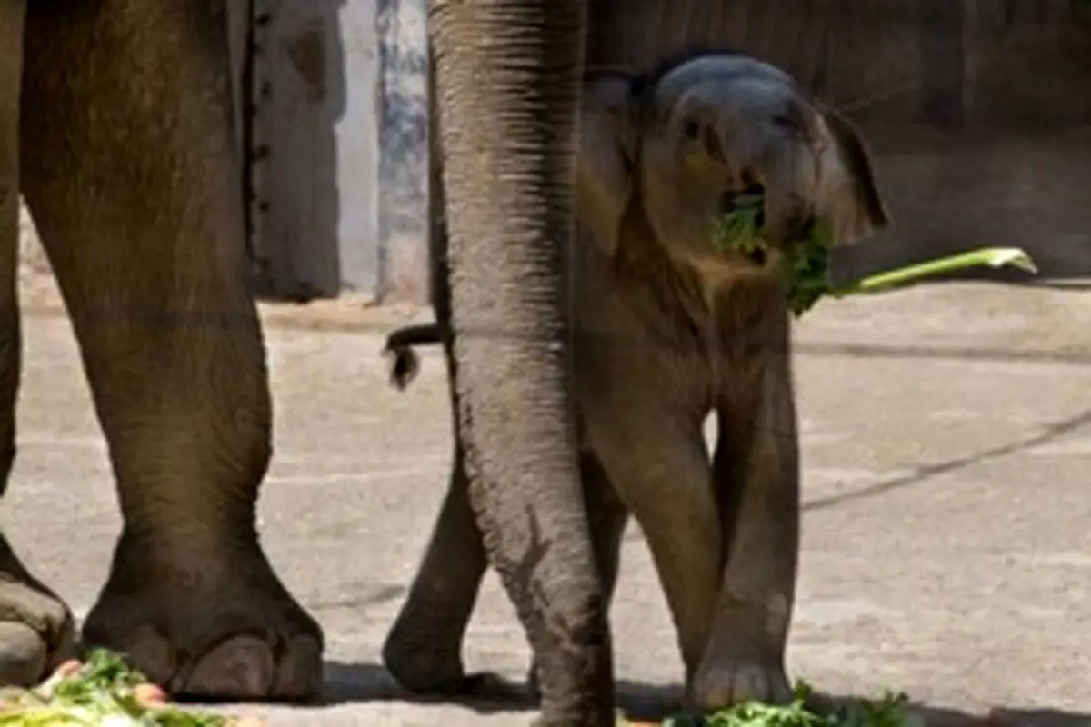 زایمان یک فیل در باغ وحش ارم+تصاویر