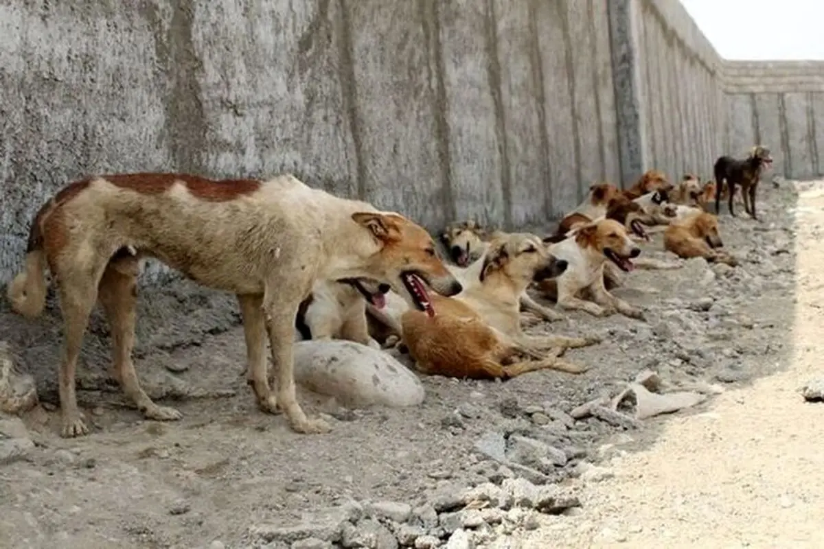 قتل عام سگ ها از طریق بستن دهان و دست و پاها + فیلم