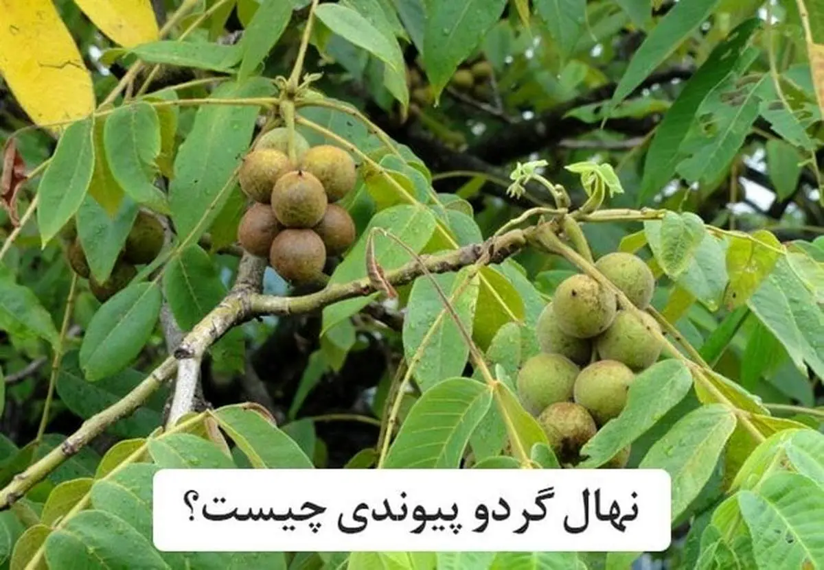 نهال گردو پیوندی چیست؟ + راهنمای خرید