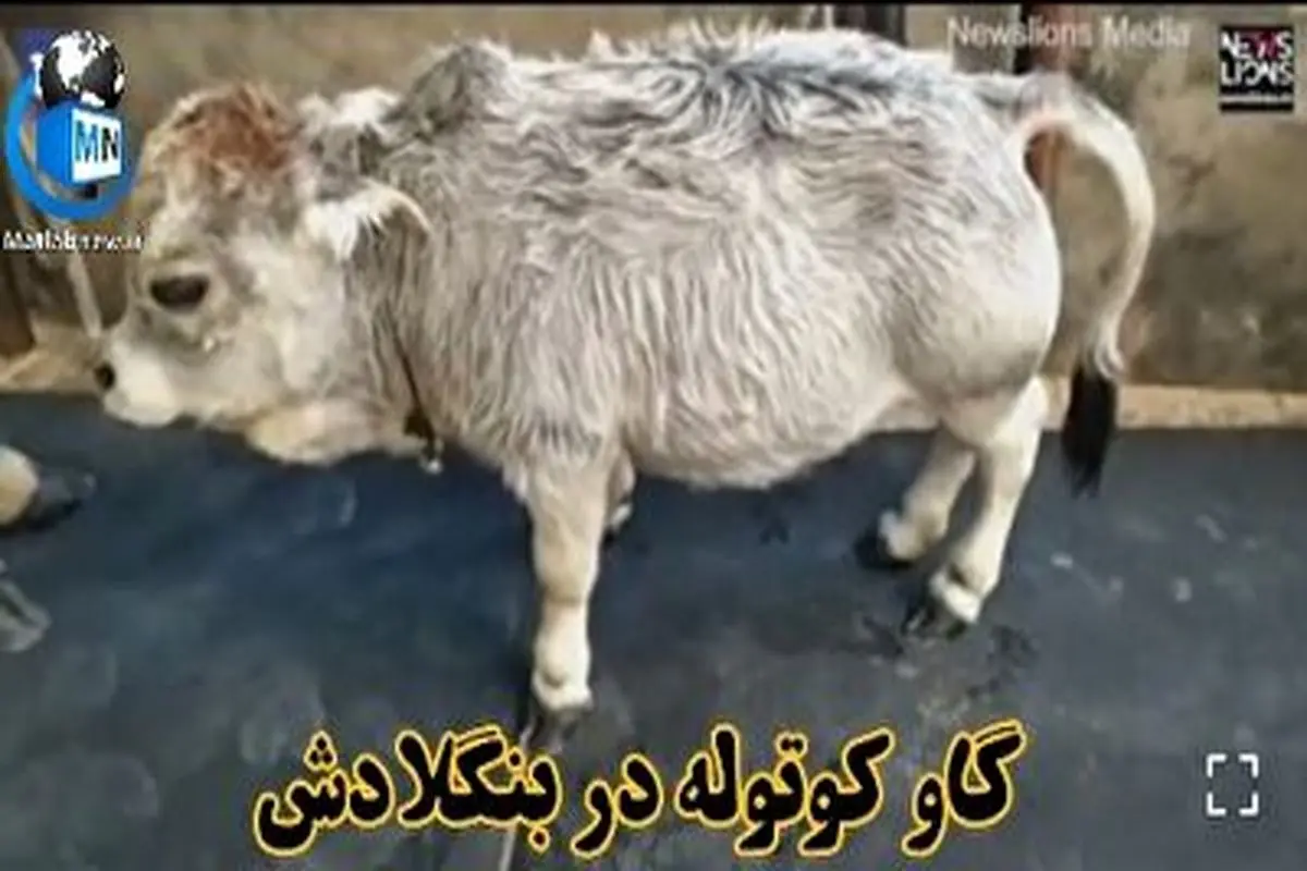 کلیپی پر بازدید از گاو کوتوله در بنگلادش + فیلم