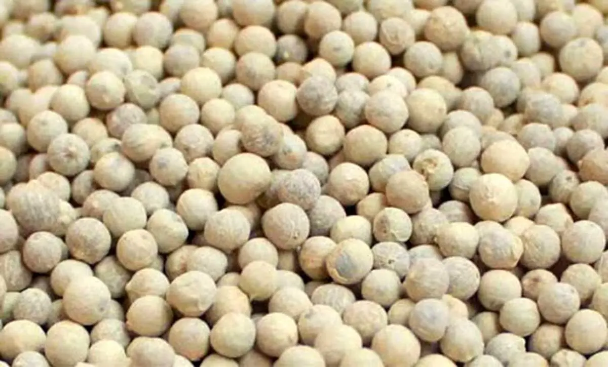 خواص بی‌نظیر فلفل سفید