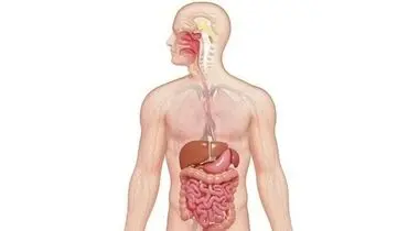 هضم غذا در بدن چقدر زمان می‌برد؟