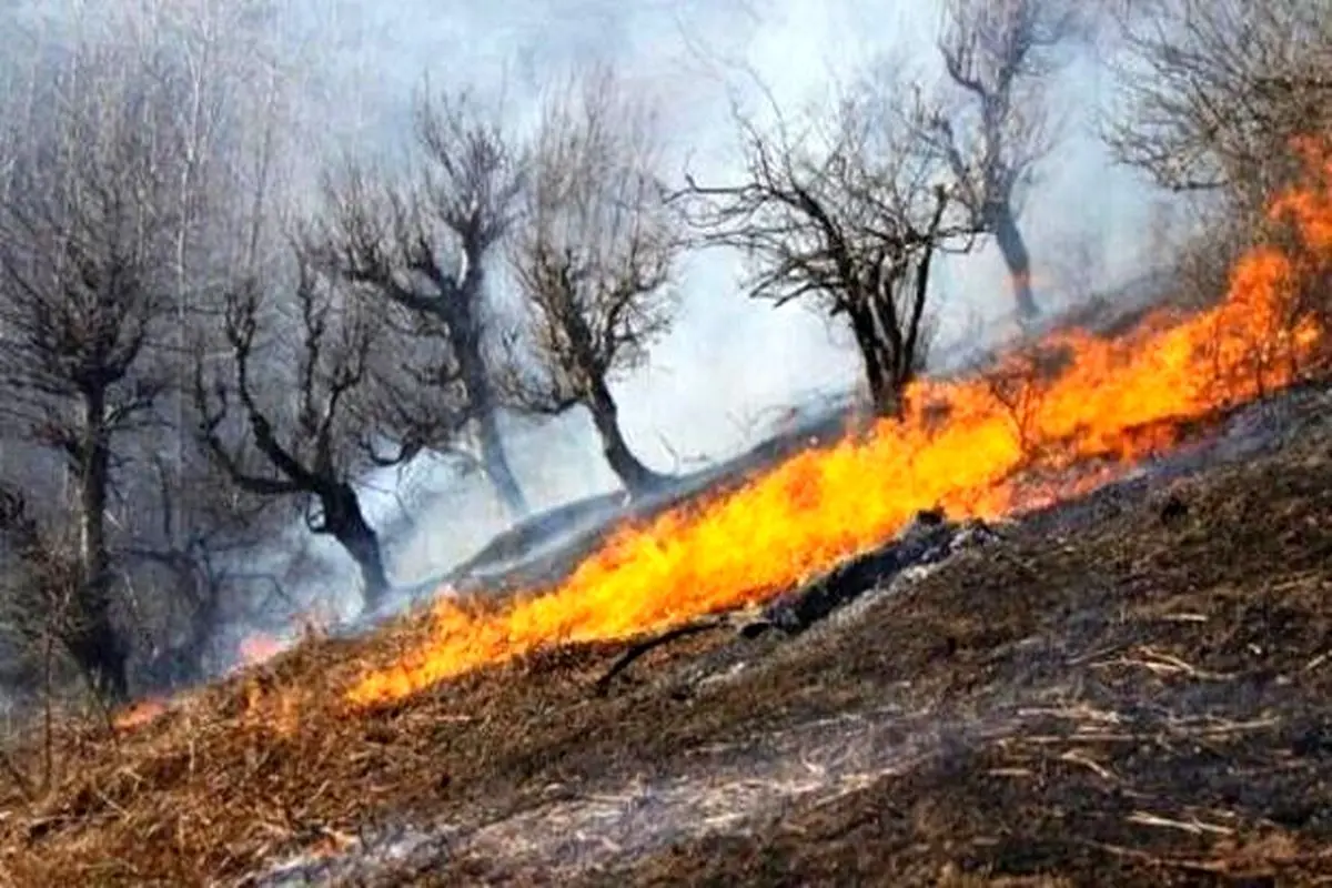 برآورد خسارت ۴۰۰ هکتاری آتش سوزی جنگل‌های نارک گچساران