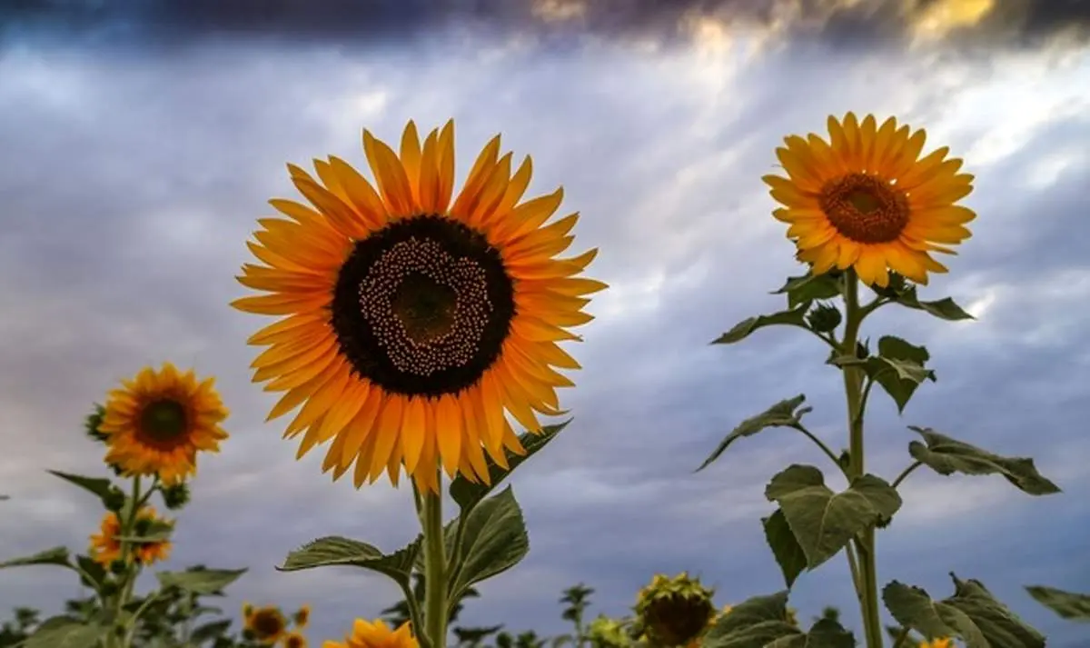 مزرعه آفتابگردان در خراسان شمالی