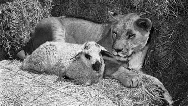 دوستی جالب میان حیوانات در طبیعت