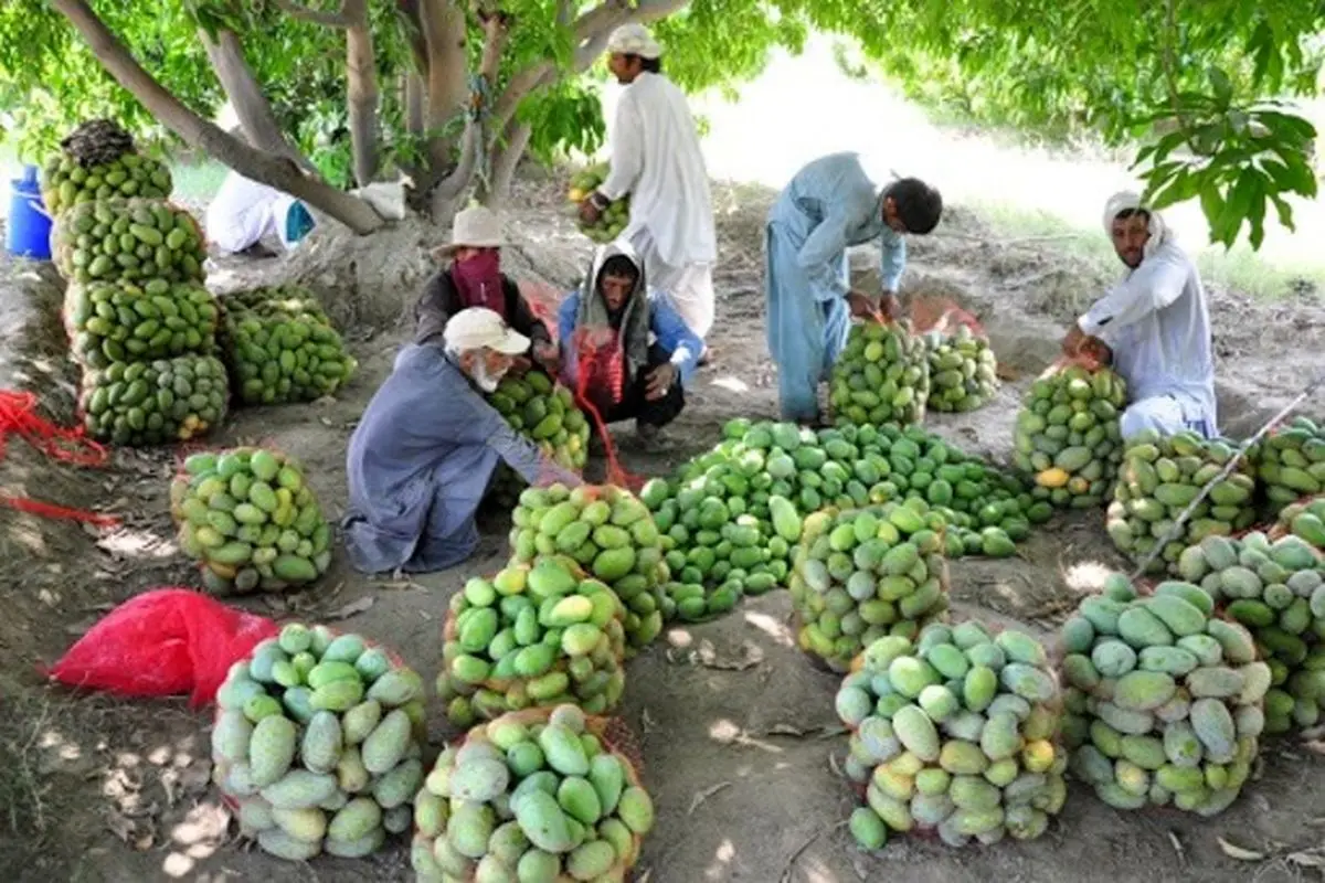 تولید ۵۰ درصد میوه‌های گرمسیری مورد نیاز کشور در سواحل مکران
