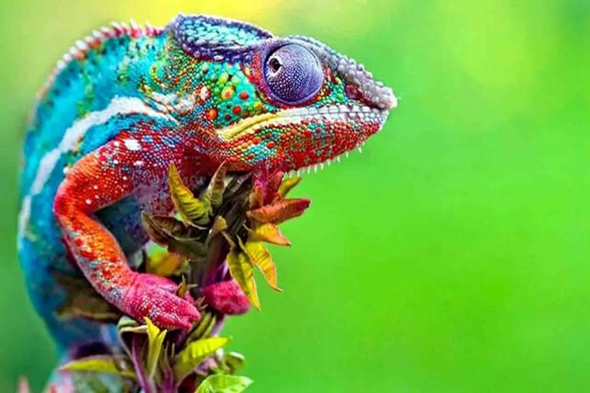 حیوانات با رنگ‌ های غیر منتظره! + تصاویر