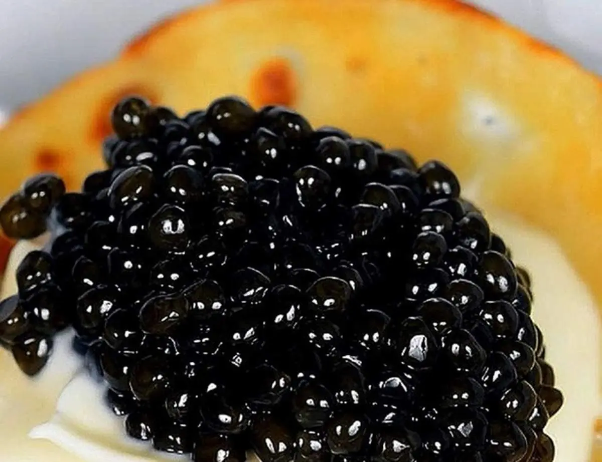 تلاش برای پرورش ماهیان خاویاری در تمامی استان‌های کشور