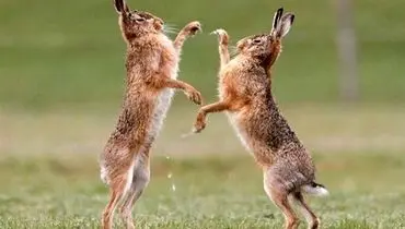 لحظه نادر دعوای جالب دو خرگوش در حیات‌وحش طارم! + فیلم