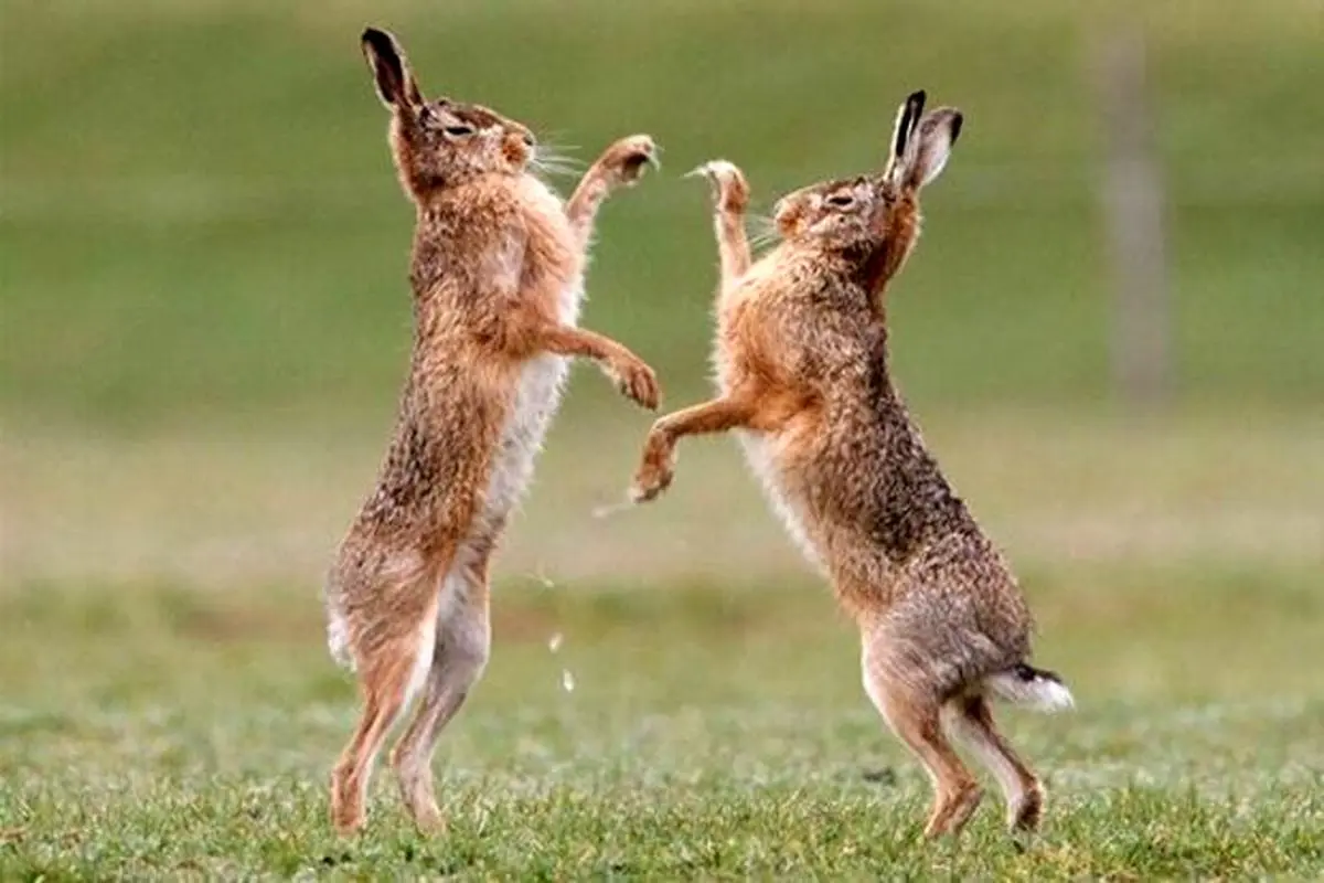 لحظه نادر دعوای جالب دو خرگوش در حیات‌وحش طارم! + فیلم