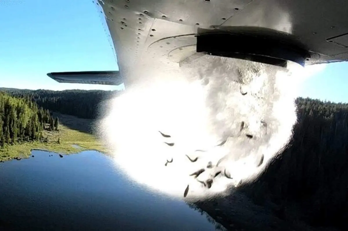 لحظه جالب رهاسازی هزاران بچه ماهی با هواپیما در دریاچه + فیلم