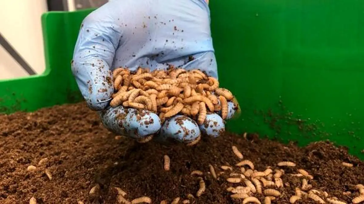 چیپس ملخ، همبرگر کرم‌ و آبجوی سوسک؛ حشرات خوراکی در آینده صنایع غذایی