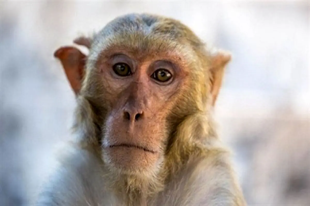 آبله میمون چه ویروسی است؟ + علائم