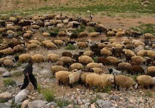 دلال؛ میان‌بُر ناصواب

